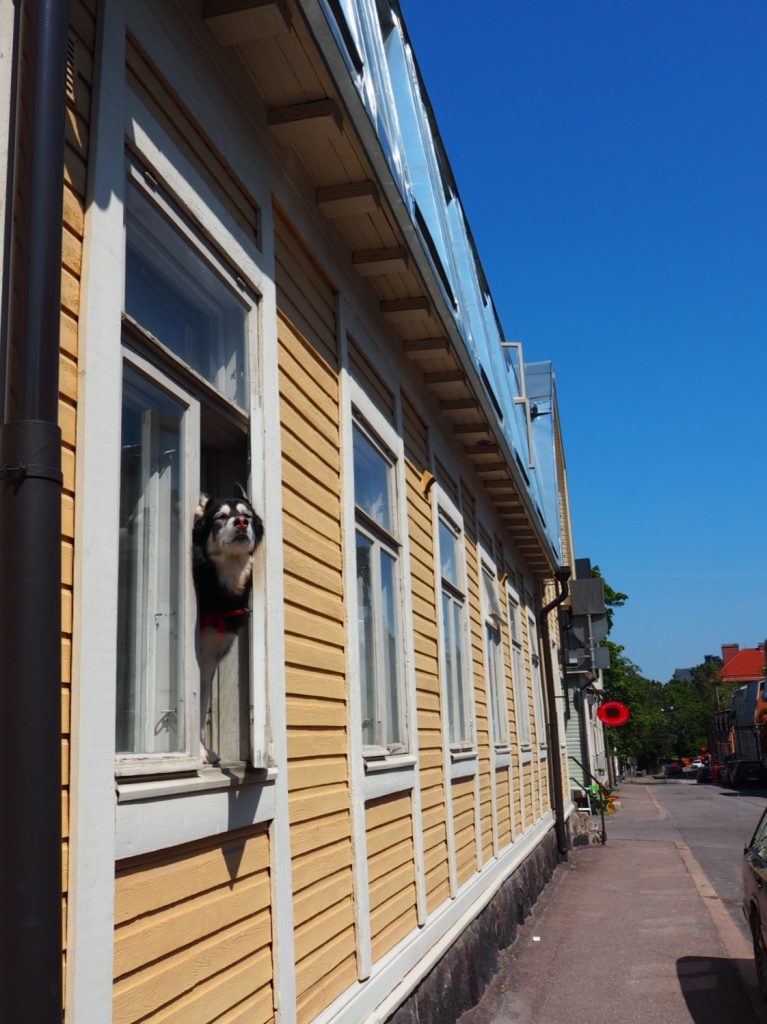Koira kurkkaa avoimesta ikkunasta Helsingin Puu-Vallilassa